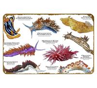 KNIOIL Nudibranchs Of The World - Póster de metal vintage con logotipo de la familia, club, bar, cafetería, dormitorio, decoración de pared, regalo, 8 x 12 pulgadas
