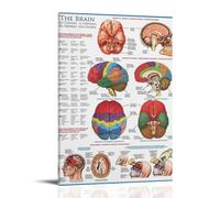KNKncnv Human Brain Anatomía Atlas Póster Pintura Decorativa Lienzo Arte de Pared Salón Póster Dormitorio Pintura, Arte de Pared Impresión de Imagen Moderna Decoración de Habitación Familiar 30 x 45