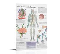 KNKncnv The Lymphatic System Poster Pintura Decorativa Lienzo Arte de Pared Salón Póster Dormitorio Pintura, Arte de Pared Impresión de Imagen Moderna Decoración de Habitación Familiar 30 x 45 cm