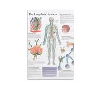 KNKncnv The Lymphatic System Poster Pintura Decorativa Lienzo Arte de Pared Salón Póster Dormitorio Pintura, Arte de Pared Impresión de Imagen Moderna Decoración de Habitación Familiar 20 x 30