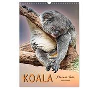 Koala, kleiner Bär (Wandkalender 2026 DIN A3 hoch), CALVENDO Monatskalender: Koalas - süße kleine Teddybären.