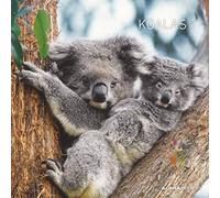 Koalas 2024 - Calendario de folletos 30 x 30 cm (30 x 60 abierto), calendario con espacio para notas, koala bears, calendario de imágenes, planificador de pared, calendario de osos