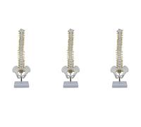 Koanhinn 3 unidades de 45 cm de vértebra con cuenca, modelo anatómico humano, vértebras, modelo de columna vertebral, modelo de columnas + StNder Fexible