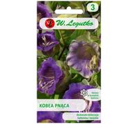 Kobea trepadora - violeta