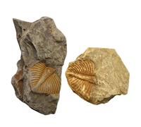 KOCKSHION 2 Piezas de Fósiles Trilobites Naturales para Decoración y Enseñanza Modelo Didáctico para Aula y Colección Científica Muestra Educativa de Paleontología Hogar