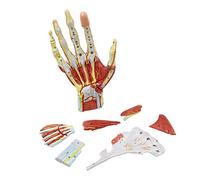 KOHARA Modelo Anatómico De La Mano, Modelo Neurovascular De La Mano Cirugía De Muñecas Modelo De Enseñanza De La Anatomía De La Palma Humana De La Mano 23 * 13 * 7 Cm