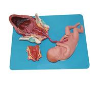 KOHARA Modelo de demostración de producción de Parto de partería fetal a término Modelos científicos de anatomía Humana Modelo de enseñanza médica para exhibición de Estudio Enseñanza médica