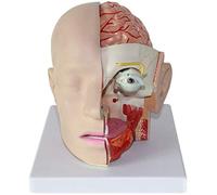 KOHARA Modelo de enseñanza médica Modelo anatómico de la Cabeza Humana con Cerebro - Modelo de Cerebro Humano - Modelo de anatomía Cerebral clásica de la arteria Cerebral