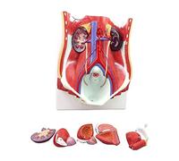 KOHARA Modelo de órgano Humano Modelo de Sistema urinario Modelo de anatomía de órganos internos Humanos exhibición de enseñanza médica Modelo médico