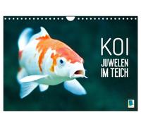 Koi: Juwelen im Teich (Wandkalender 2027 DIN A4 quer), CALVENDO Monatskalender: Kois: Schöne Statussymbole