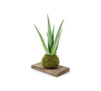Kokedama Artesanal con Zábila DECOALIVE | Aloe Vera para Interior o Exterior en Verano, con Hojas Erectas y Márgenes Rosados