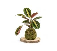 Kokedama Artesanal Maranta Leuconeura Tricolor | Comprueba la Humedad Cerca de la Base Antes de Hidratar la Bola