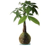 Kokedama Artesanal Pachira Aquatica Ceibo de Agua DECOALIVE Kokedama Planta del Dinero