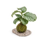 Kokedama Calathea Orbifolia, Planta Natural Artesanal | Un Pequeño Paisaje para Mirar de Cerca, con Bola de Musgo