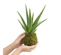Kokedama con Aloe Vera DECOALIVE de Creación Artesanal | Sábila de Hojas Erectas y Ubicación Muy Luminosa en Interiores