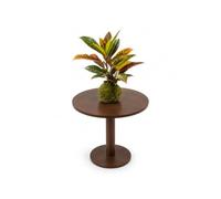 Kokedama Crotón de Interior DECOALIVE Codiaeum Variegatum Petra | Revisa la Humedad Cerca de la Base para Decidir Cuándo Hidratar la Kokedama