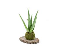 Kokedama de Musgo Natural DECOALIVE con Aloe Vera | Sábila Artesanal para Interior Luminoso y Traslado Exterior en Verano