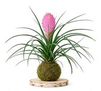 Kokedama de Musgo Natural DECOALIVE de Tillandsia Cyanea Rosa | Planta Viva con Flores Violetas y Brácteas Rosadas para un Entorno Protegido