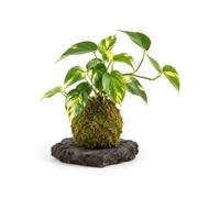 Kokedama Epipremnum Aureum para Ambientes Rústicos | Un Pequeño Paisaje para Mirar de Cerca, Elaborado a Mano