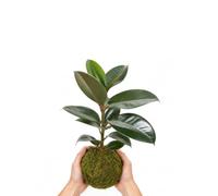 Kokedama Ficus de Hoja Grande Robusta para Combinar con Madera | Ficus Elastica Robusta, Planta Viva en Bola de Sustrato Recubierta de Musgo, Elaboración Artesanal