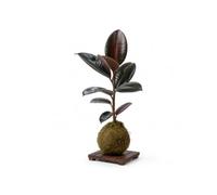 Kokedama Ficus de Hojas Burdeos, Interior Artesanal | Ficus Elastica Abidjan, una Elaboración Artesanal para Mirar de Cerca