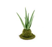 Kokedama Natural Artesanal con Sábila DECOALIVE | Aloe Vera de Hojas Erectas con Márgenes Rosados para una Ubicación Muy Luminosa
