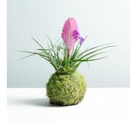 Kokedama Tillandsia Rosa | Kokedama Natural | Técnica Japonesa | Bola de Musgo | con una Base de Pizarra