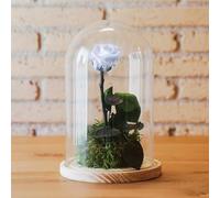 Kokedamas Lucciana Rosa Eterna Blanca | Cúpula de Cristal con Flor Preservada | Ideal para Decoración Hogar | Sin riego | Medidas: 25 cm x 15 cm