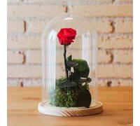 Kokedamas Lucciana Rosa Eterna Roja | Cúpula de Cristal con Flor Preservada | Ideal para Decoración Hogar | Sin riego | Medidas: 25 cm x 15 cm