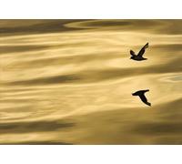 Komar 1 - 604 Single Panel Wall Mural Reflection, de 72 inch by de 50 Inch