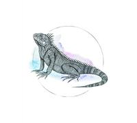Komar Iguana Watercolor - Póster de Pared (sin Marco, Disponible en Tres tamaños), Schwarz, Weiß, Rosa, Blau, P077B-30x40