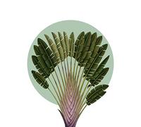 Komar Mural de pared Botanical Garden Pinnate Palm - Tamaño: 40 x 50 cm - Póster, impresión artística, decoración de salón o dormitorio