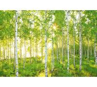 Papel Tapiz Foto Komar Bosque Verde 368x254cm Mural Dormitorio Salón
