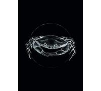 Komar P080D-50x70 - Cuadro Decorativo para Pared, diseño de Cangrejo Negro, sin Marco, 50 x 70 cm (Ancho x Alto)