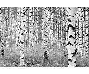 Komar, papel tapiz con mural «árboles de bosque en blanco y negro» XXL4 023 de 368 x 248 cm, blanco/blancuzco (paquete de 4)