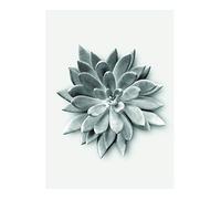 Komar Succulent Agave - Póster de Pared (sin Marco), Schwarz, Weiß, Grau, P049A-30x40
