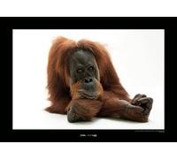 Komar Sumatran Orangutan - Tamaño: 70 x 50 cm Póster de pared (sin marco) National Geographic