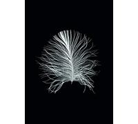 Komar Wandbild Von Feather Black | Poster, Bild, Wohnzimmer, Schlafzimmer, Dekoration, Kunstdruck | ohne Rahmen | P121B-50x70 fotomural, Cloruro de polivinilo (PVC), Blanco, Negro