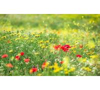 Komar WIESENZAUBER II SHX9-094 - Papel pintado fotográfico (fieltro, XXL, decoración, naturaleza, paisaje, dormitorio, salón, oficina, pasillo, 450 x 280 cm), multicolor