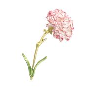 KOMBIUDA Broche de Clavel para Mujer Clip Decorativo para Abrigo Cárdigan y Chal Accesorio de Ropa Duradero Aleación Rosa Cierre Seguro Presente para Dama