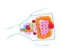 KOMBIUDA Delantal Educativo con Patrón de Órganos Humanos Herramienta Didáctica para Educación Infantil Aprendizaje Anatómico y Fisiología Humana para Enseñanza Temprana Escuelas y