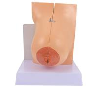 KOMBIUDA Modelo Anatómico Médico de Mama Humana Femenino PVC Tamaño Real Flexible y Didáctico para Enseñanza de Anatomía y Fisiología Facultades de Medicina y Enfermería