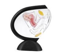 KOMBIUDA Modelo Anatómico Transparente de Útero Femenino Estructura Visible del Órgano Reproductor Modelo Médico para Investigación y Enseñanza PVC Resistente Olor para Estudiantes y