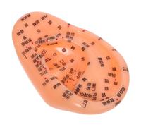 KOMBIUDA Modelo de Acupresión Auricular Realista para Aprendizaje de Puntos de Reflexología, Herramienta de Enseñanza de Medicina Tradicional China, Práctica para Masaje y Estudio de Zonas