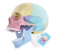 KOMBIUDA Modelo de Cráneo Humano Desmontable Stem 4d de Plástico para Estudiantes y Artistas, Tamaño Natural, Herramienta Educativa para Anatomía y Fisiología, Uso Escolar y Artístico