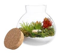 KONTONTY Botella de para Terrario Tapa de Corcho, Tarro Redondo 15X16 CM para Plantas y Ecosistemas en Casa, Recipiente Decorativo Hermético