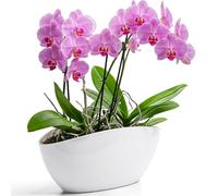 KONZEPT Maceta grande para orquídeas, ovalada, color blanco, decoración para plantas y suculentas