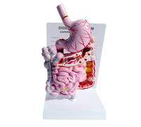 Koolenry Modelo del Digestivo Humano. Anatomía del Estómago. Intestino. Ciego. Recto. Duodeno. Modelo de la Estructura de los Órganos Internos Humanos.
