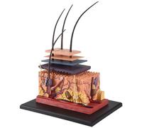Kopinma Modelo anatómico 4D piel, piel y anatomía de órganos del cabello, modelo de rompecabezas modelo de enseñanza masculino científico modelo anatómico montaje para la enseñanza médica