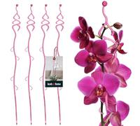 KOTARBAU® Juego de 4 soportes para plantas de PVC rosa, 55 cm, para plantas de interior, soporte para flores, jardín, orquídeas, barra de apoyo para plantas, soporte decorativo para plantas, plantas